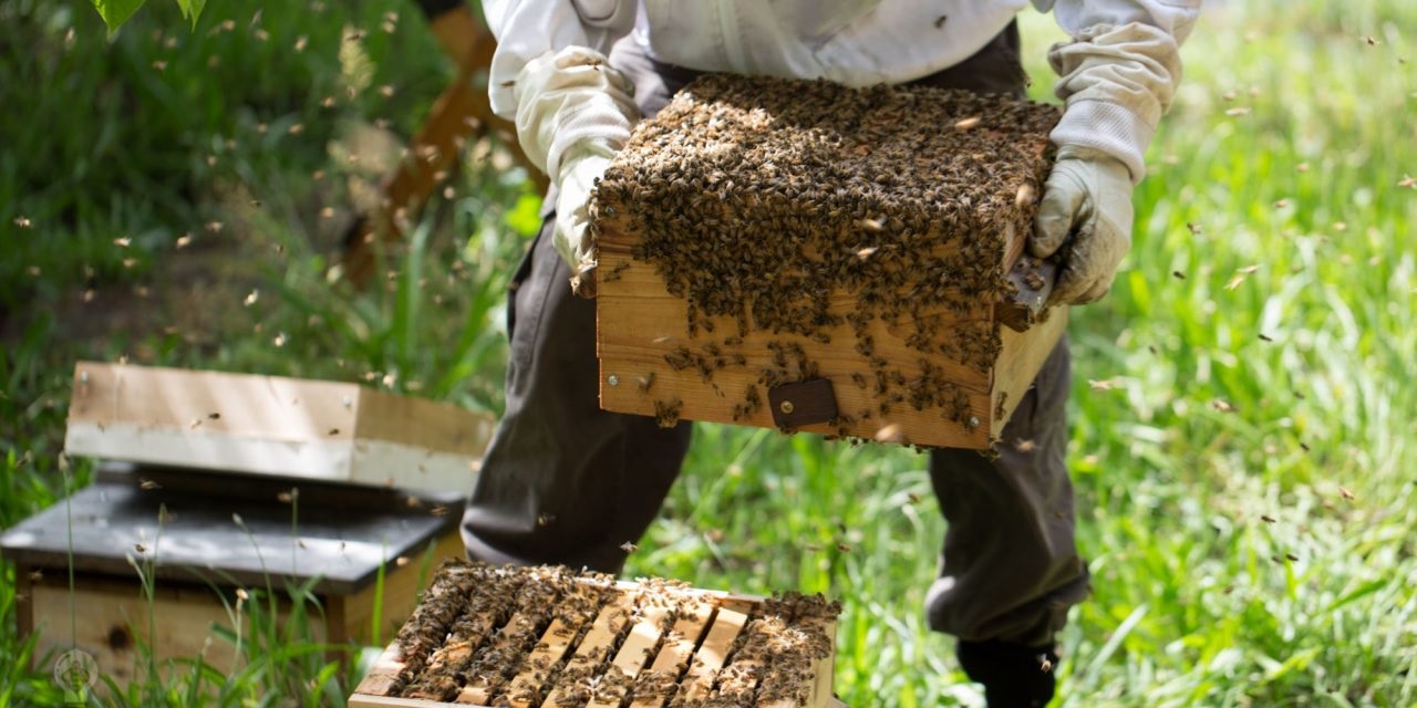 عسل اخگر | فروش عسل خالص و طبیعی