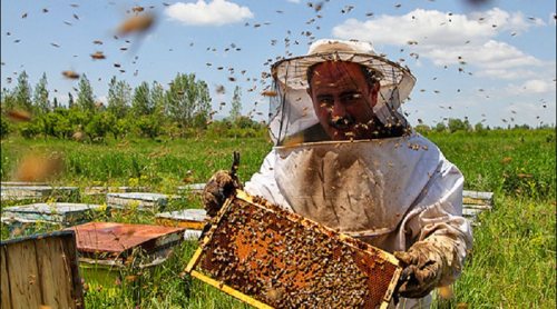 شرکت تعاونی کشاورزی شاهبو پسند خاوران | پرورش زنبور عسل