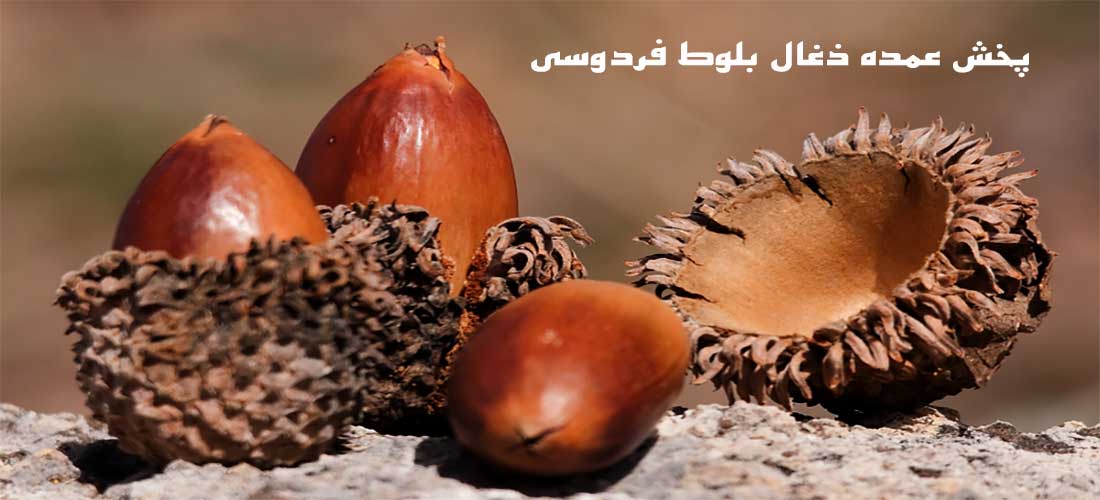 تصویر-پخش عمده ذغال بلوط فردوسی 
