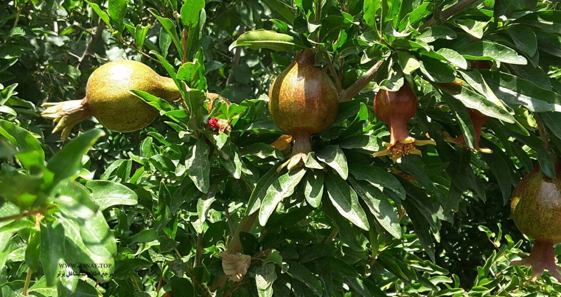 نهالستان سارانی