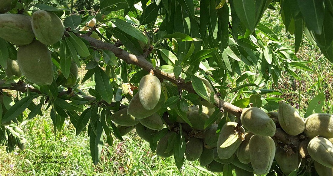 نهالستان سارانی