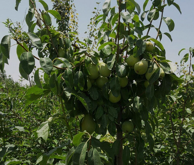 نهالستان سارانی